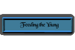 Feeding the Young